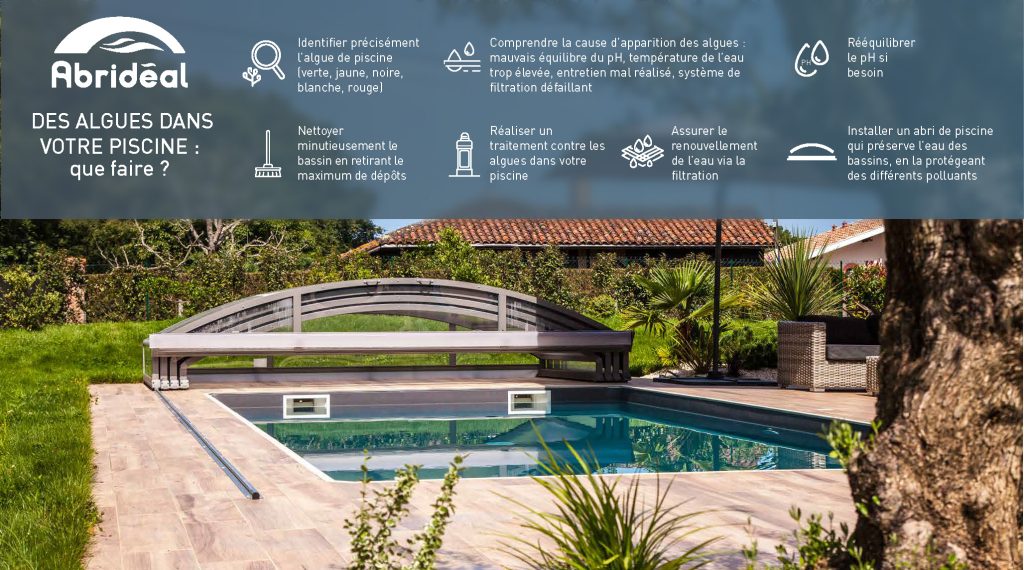 algues piscine que faire